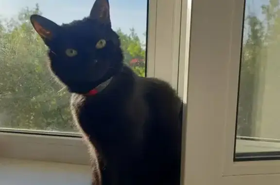 Кошки потеряшки, Рязань, фото: Потеряшка черная кошка, ул. Фирсова 18, Рязань