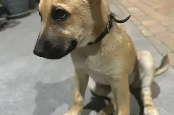 Найдена собака, Шолохова 211/2, Ростов