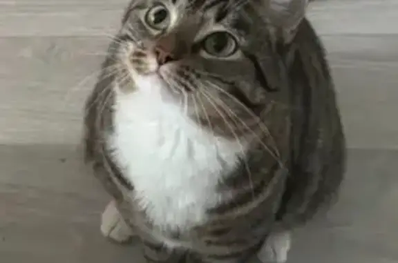 Кошки потеряшки, Краснокамск, фото: Потеряшка кошка, пл. Гознак, Краснокамск