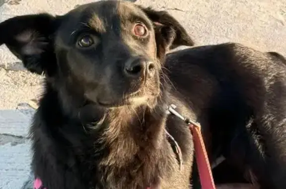 Собаки потеряшки, Сочи, фото: Потеряшка собака, ул. Вишнёвая, 19, Сочи