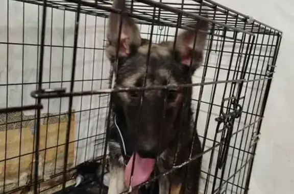 Собака найдена: ул. Орджоникидзе, 18, Ижевск