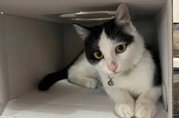 Кошки потеряшки, Ташкент, фото: Потеряшка кошка Муизза, Ташкент, Юнусабад