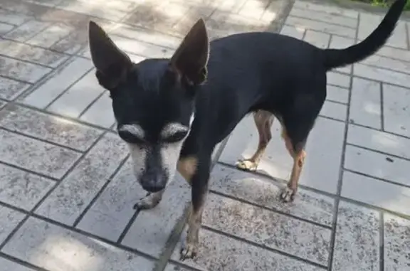 Найдена собака у дома 29А, Осиновая Гора