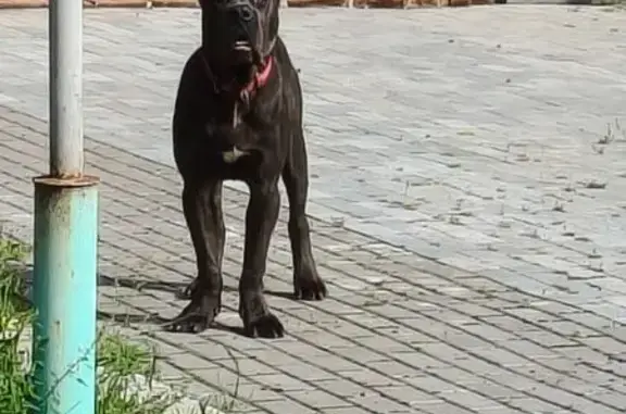 Собака найдена: Садовая, 51, Бор