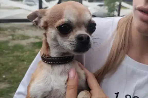 Найдена собака, Рыжий, Р-258, Смоленщина