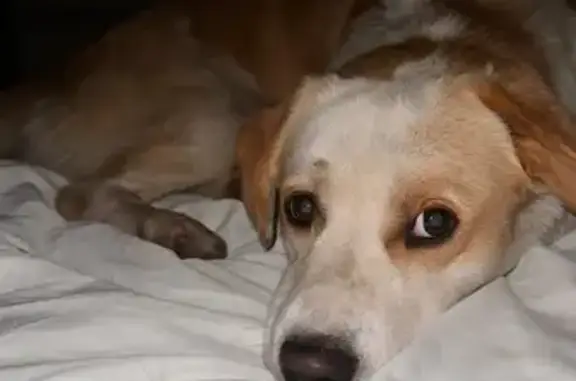 Найдена собака, Сормовская 210, Краснодар