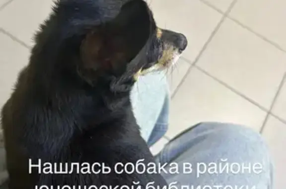 Найдена собака, Уфа, фото: Слепая собака найдена на пр. Октября, Уфа