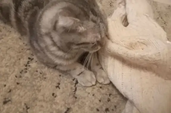 Пропала кошка, ул. Федина, 6, Волжск