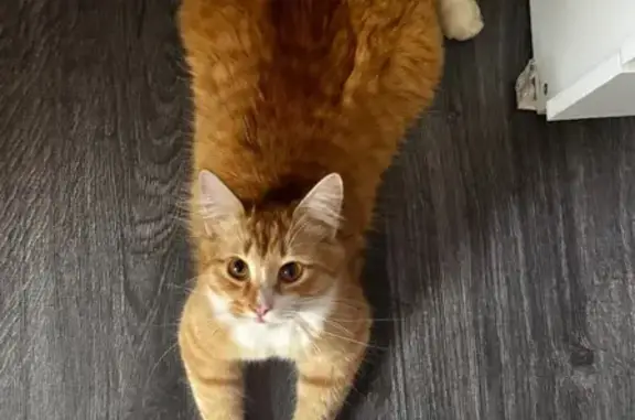 Пропала кошка, Омск, ул. Кропоткина, 70