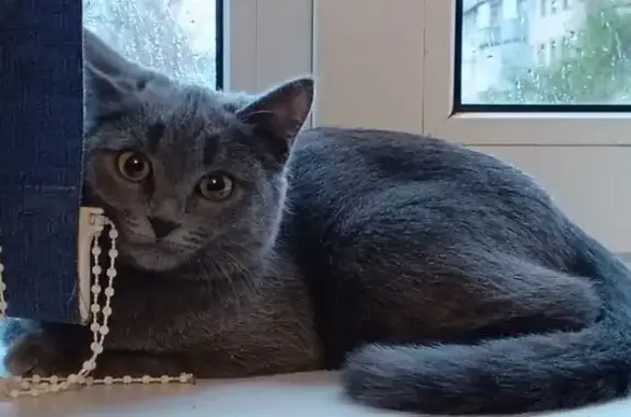 Кошки потеряшки, Тамбов, фото: Потеряшка кошка, Пензенская ул. 29, Тамбов