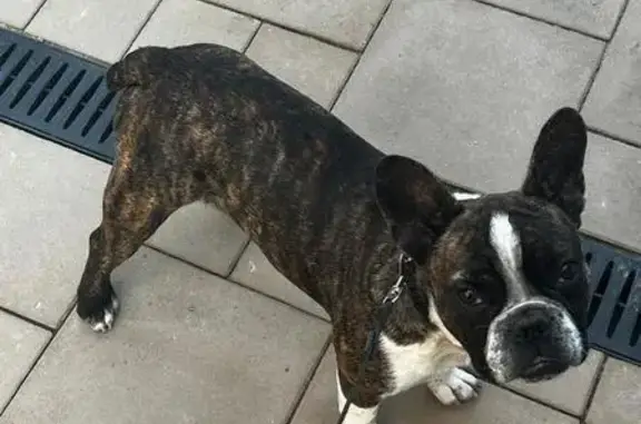 Собака найдена: Восточная ул., 11Г, Кирова