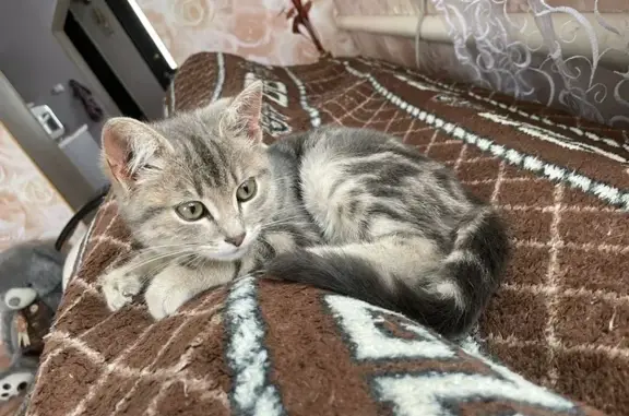 Кошка найдена: Набережная ул, Верхнеспасское