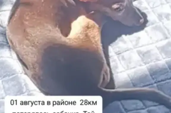 Пропала собака, Осипенко 11, Елизово