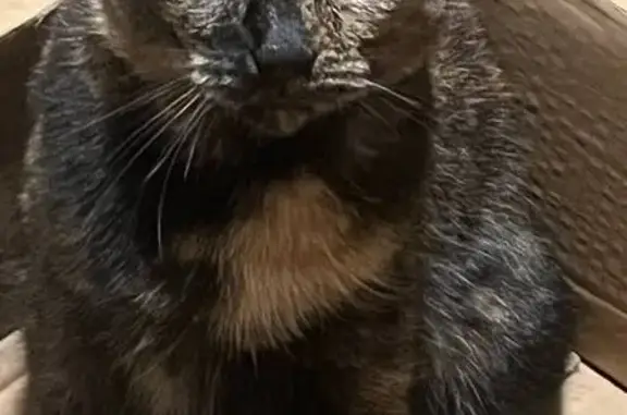 Кошки потеряшки, Санкт-Петербург, фото: Потеряшка кошка, Софийская ул. 32 к1, СПб