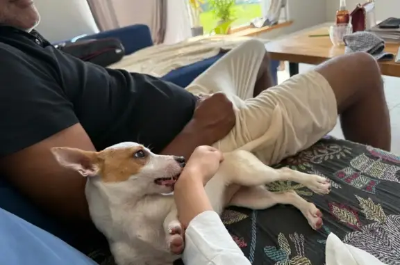 Найдена собака, , фото: Собака найдена: Низинское, 35