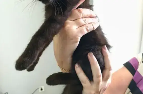 Котёнок найден на ул. 8 Марта, 59, Йошкар-Ола