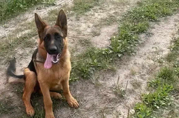 Собаки потеряшки, Рязанская область, фото: Потеряшка собака, Самуиловка, Рязань