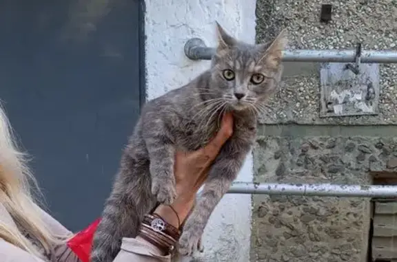 Кошка найдена: ул. Столярова, 42, Чита