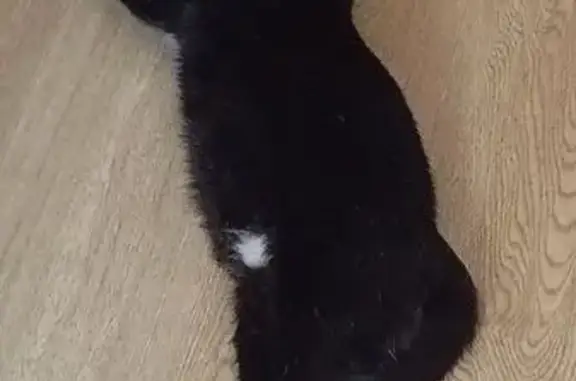 Кошки потеряшки, Петрозаводск, фото: Потеряшка кошка, Зелёная ул., 4, Петрозаводск