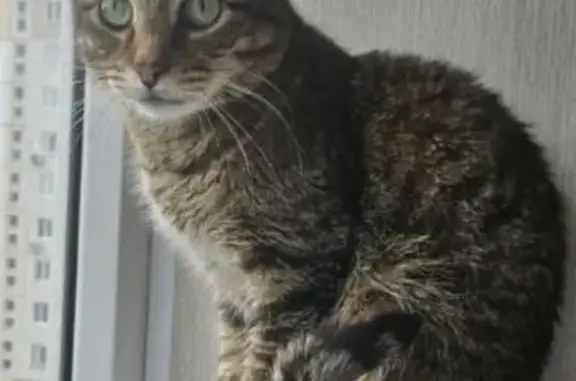 Кошки потеряшки, Чехов, фото: Потеряшка кошка, Земская ул. 10, Чехов