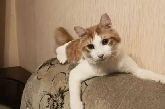 Пропала кошка, Находка, Приморский край