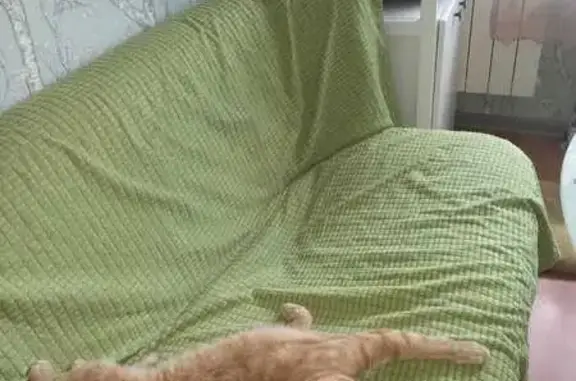 Пропала кошка, ул. Гагарина, 13, Калуга