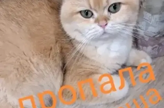 Пропала кошка, Двориковское шоссе, 40