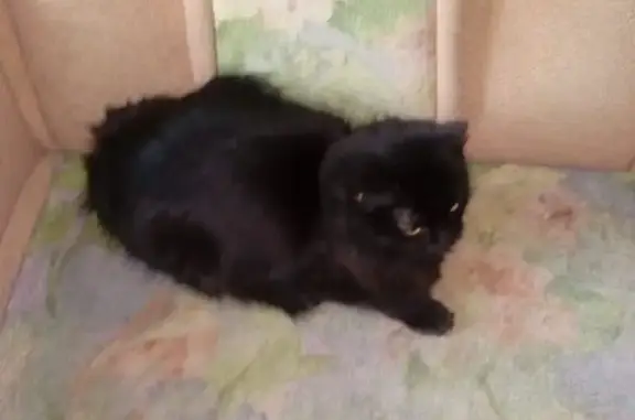 Кошки потеряшки, Новоуральск, фото: Потеряшка кошка, Гастелло 5, Новоуральск