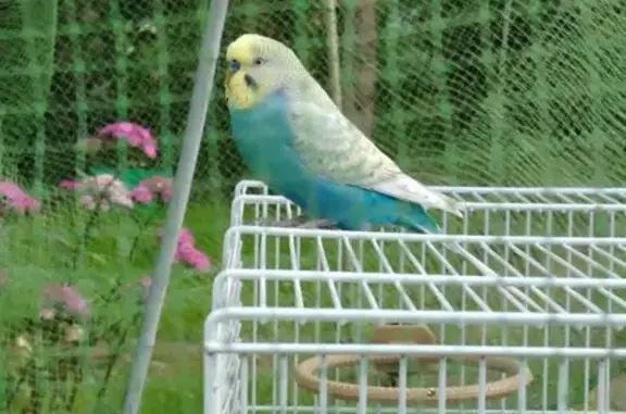 Пропала птица, 13 линия, 420