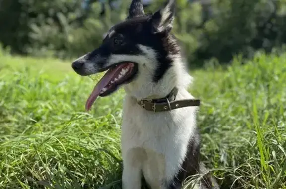 Пропала хаски, Восточная ул., Кыштым