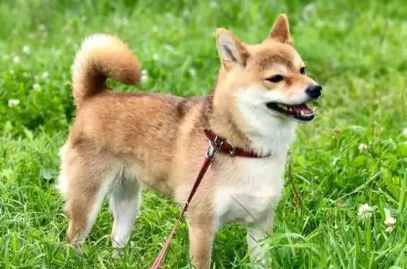 Собаки потеряшки, Московская область, фото: Потеряшка собака, МО, отзывается на 111