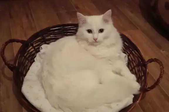 Кошки потеряшки, Нововеличковская, фото: Потеряшка кошка на Цветочной, Нововеличковская