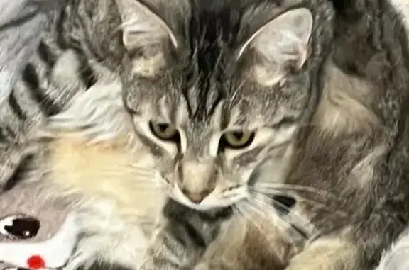 Пропал кот Арчи на трассе Р-21, 166 км