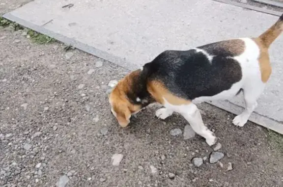 Найдена собака, Ярославль, фото: Бигль найден: Подзеленье 3, Ярославль