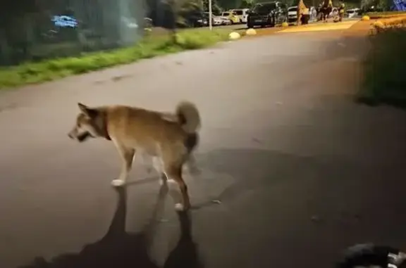 Найдена собака, Москва, фото: Собака найдена: Новоясеневский проспект