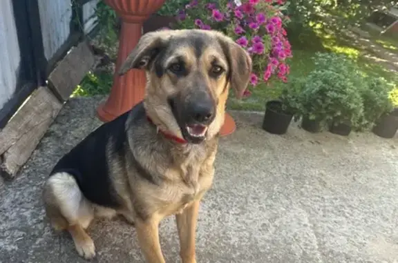 Найдена собака, Ольявидово, фото: Найдена собака, Ольявидово 87