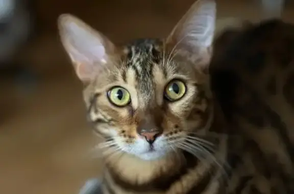 Кошки потеряшки, Таптыковский сельсовет, фото: Потеряшка кошка, Первомайская 34