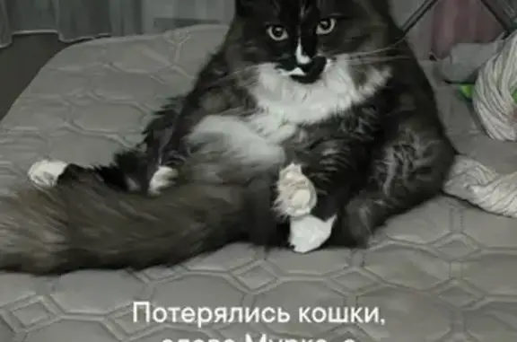 Кошки потеряшки, Сыктывкар, фото: Потеряшка кошка, Стефановская пл., Сыктывкар