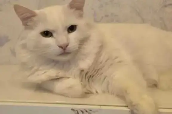 Кошки потеряшки, Дубна, фото: Потеряшка кошка, Центральная ул., 4А, Дубна