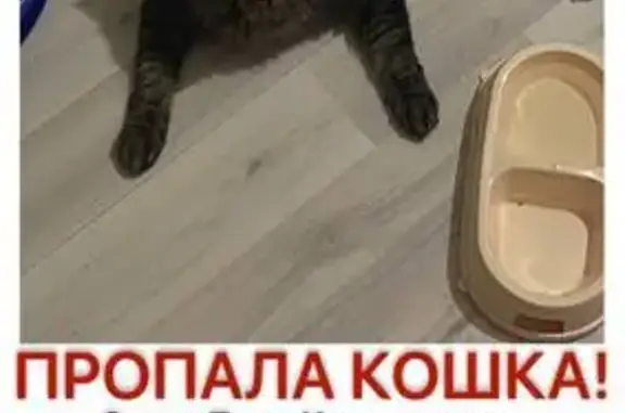 Пропала кошка, Волховская 4А, Птз