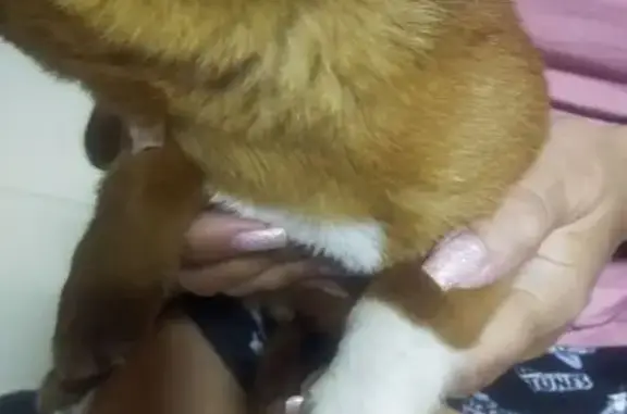 Найдена собака на Лермонтова 75, Анапа