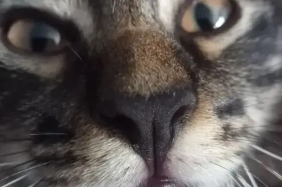 Кошки потеряшки, Южно-Сахалинск, фото: Потеряшка кошка, Южно-Сахалинск, 2-я Зелёная 5