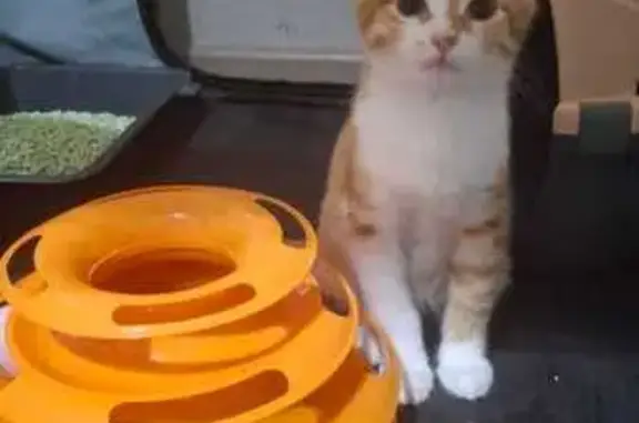 Котенок найден на Зорге 99, Казань