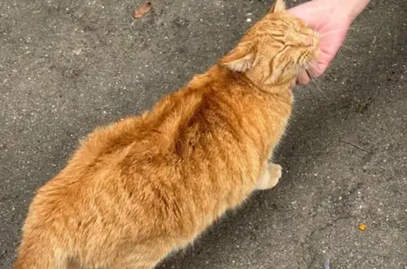Найдена кошка, Москва, фото: Кошка найдена на ул. Свободы 73к1, Москва