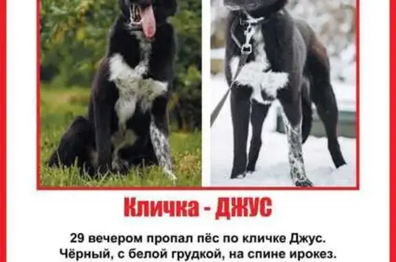 Пропала собака, Болдов Ручей, к1110