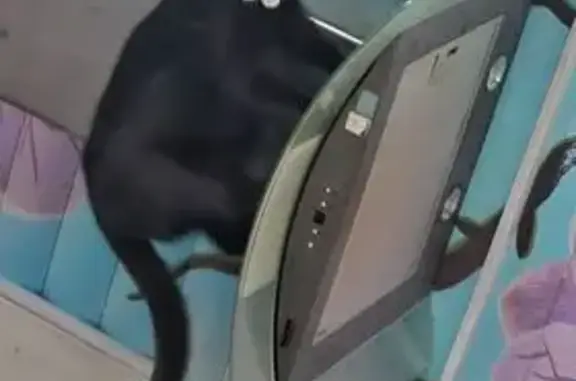 Кошки потеряшки, Хотьково, фото: Потеряшка чёрная кошка, Михеенко 5, Хотьково