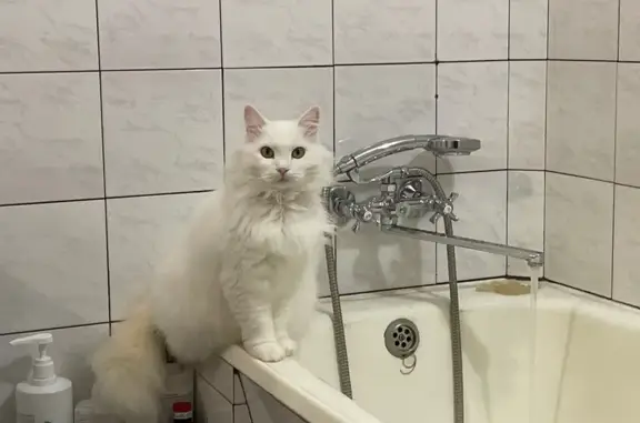 Кошки потеряшки, Ставрополь, фото: Потеряшка кошка, Волго-Донской проезд, 8