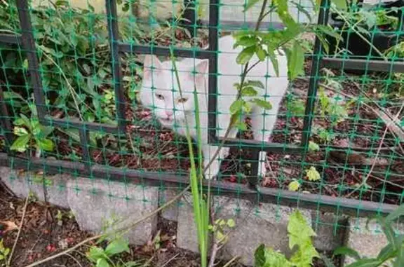 Найдена кошка, Ганзейский пер., 1, Калининград