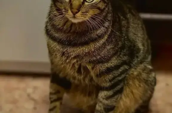 Кошки потеряшки, Чита, фото: Потеряшка кошка, Июньская ул. 30, Чита