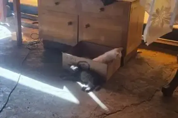 Найденные животные Урус-Мартан, фото: Кошка найдена: Урус-Мартан, Чечня